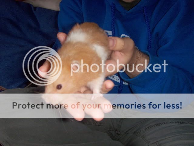 4x syrian hamsters. Males and females - SURREY HPIM9790