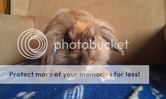 Marlin - 8 month old male lionhead lop - SURREY IMAG2417_zps63e701e8