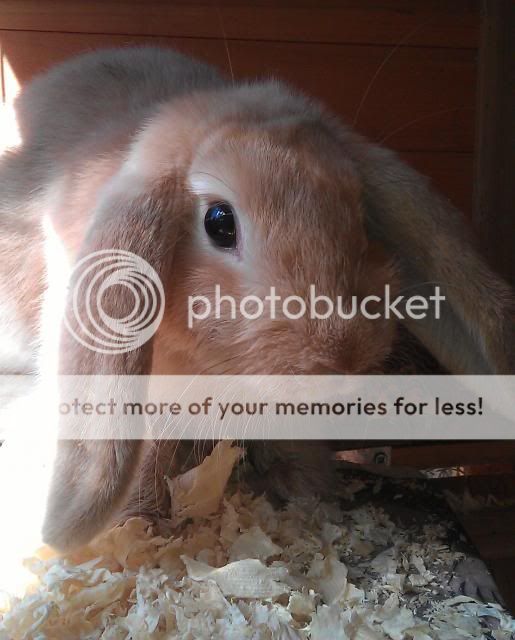 Tumble - 5 month old female lop - SURREY IMAG2479_zps7dcfc4a6