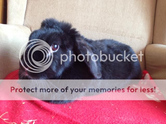 Dolly - 4/5 year old large lop - SURREY IMG_0669_zpsde369ccb