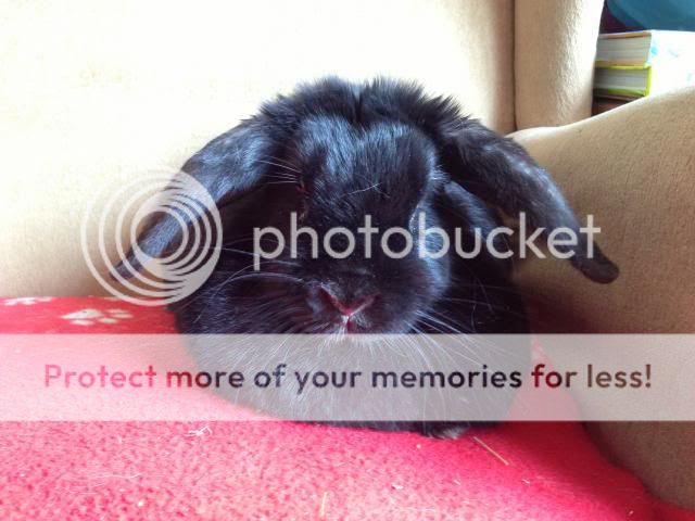 Dolly - 4/5 year old large lop - SURREY IMG_0675_zps527b2115