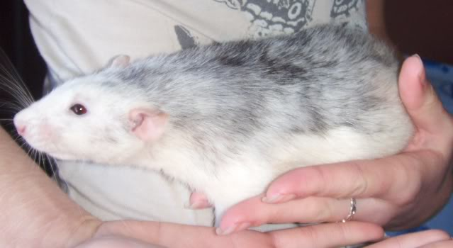 2x male dumbo rats - SURREY HPIM0526