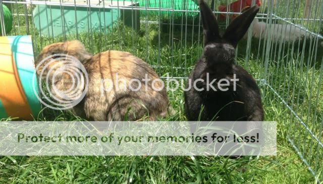 Alex and Piper - pretty female pair of rabbits - SURREY Alex2_zps9b7d94c5