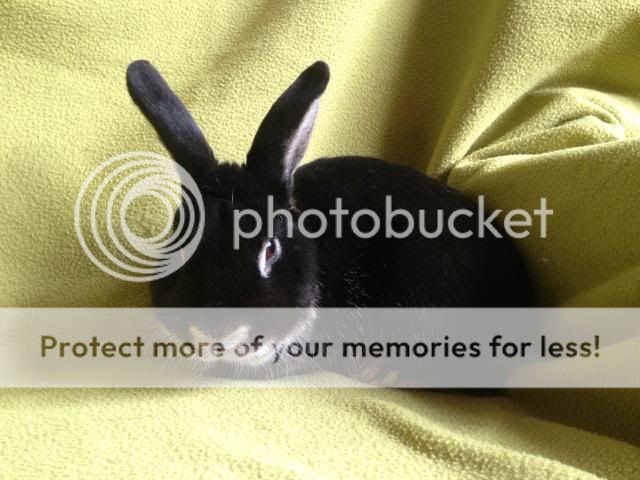 Billy - 3 and a half year old male rabbit - SURREY Billy2_zps8e717b1b