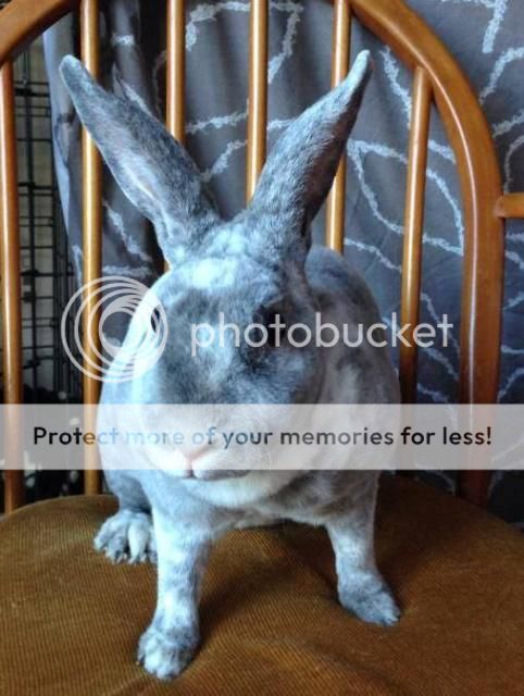 Blossom - young, female rex rabbit - SURREY Bl2_zps39685493