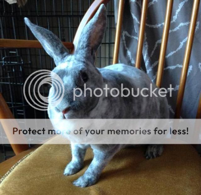 Blossom - young, female rex rabbit - SURREY Bl_zps195d69ab