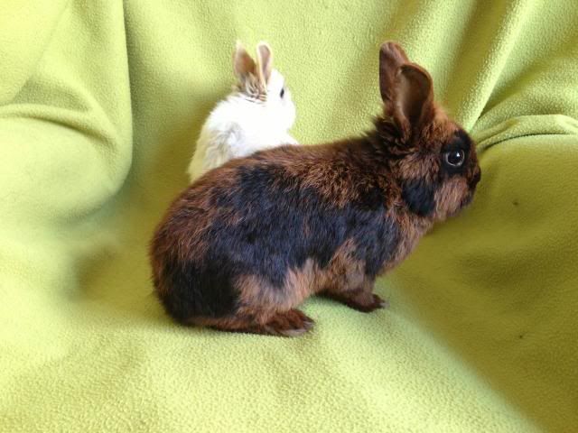 Tigger and Piglet - Netherland Dwarf brothers - SURREY Bun_zps73fadda0