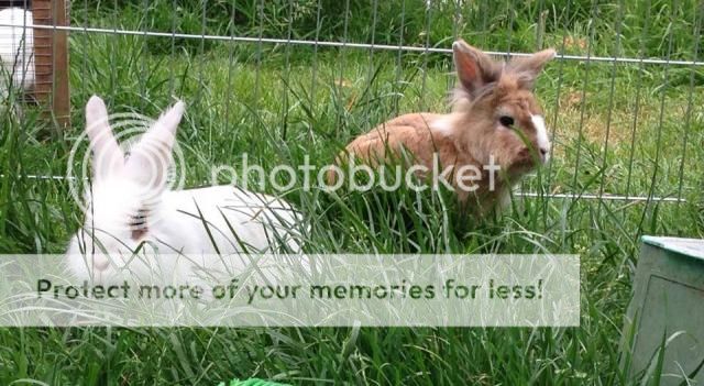 Link and Zelda - lionhead pair - SURREY Buns_zps643a96cf