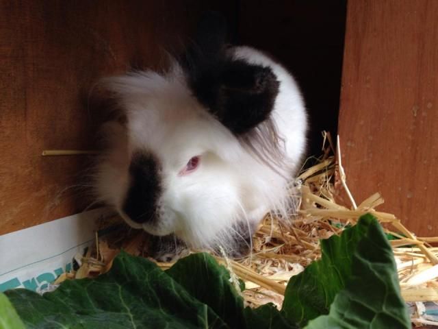 Candy - lionhead rabbit - SURREY Candy_zps47f4e860