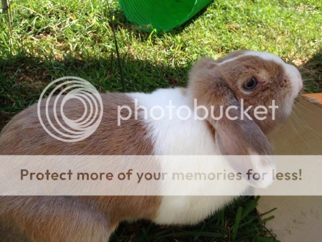 Daisy - small, blue eye lop rabbit - SURREY Daisy2_zps5c472849