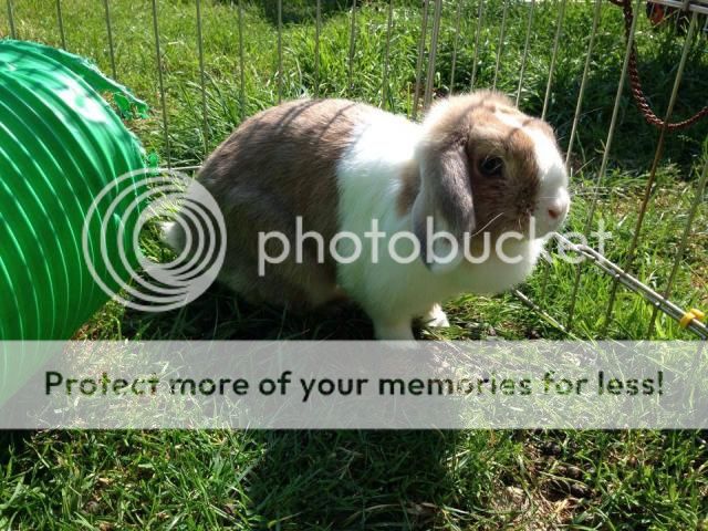 Daisy - small, blue eye lop rabbit - SURREY Daisy_zps5e860d01