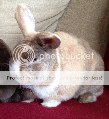 Dynamite - 4 year old  male rabbit - SURREY Dy2_zps106b03a1