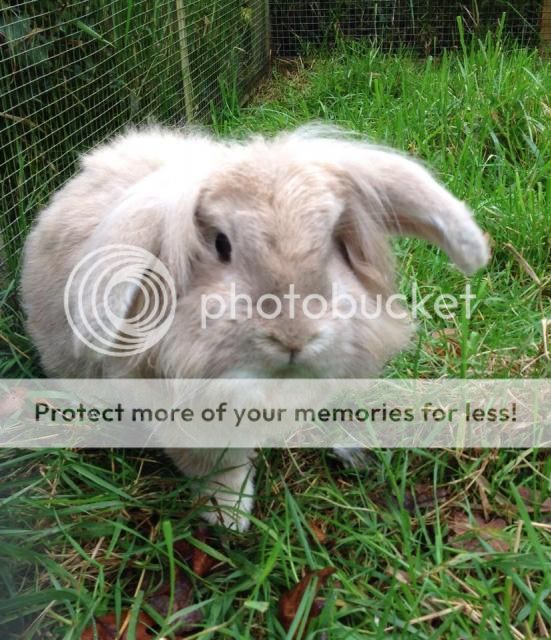 Ellie - Lionhead X - Surrey Ellie2_zpsd0e0ec09