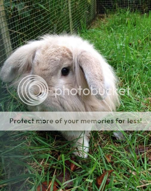 Ellie - Lionhead X - Surrey Ellie_zps6a8442a1