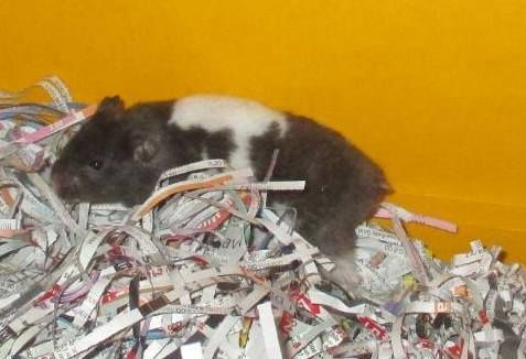 3 Syrian hamsters - Surrey Ernie_zps0e487340