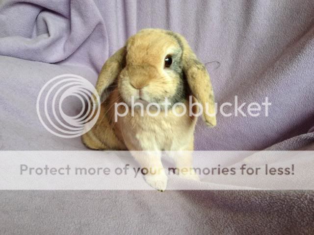 Fifi - 2 year old female rabbit - SURREY Fifi2_zps12392abd