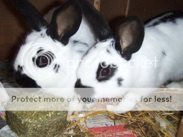 Guy and Fawkes 5 month old rabbits - SURREY Gf2