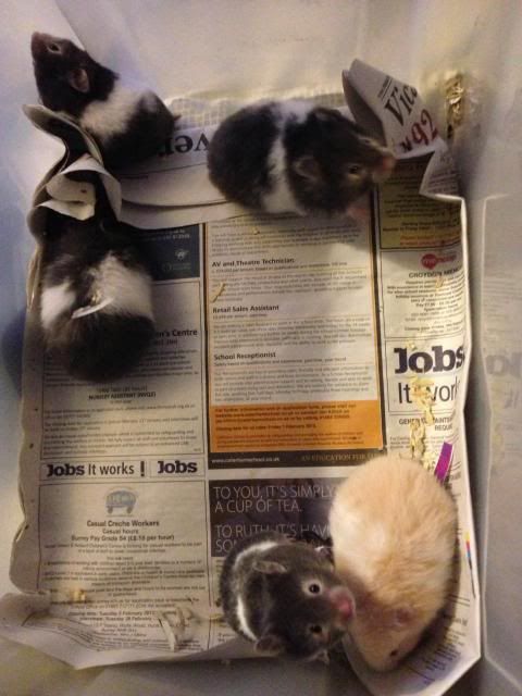 Litter of Syrian Hamsters - SURREY Girls_zpsd935ded9