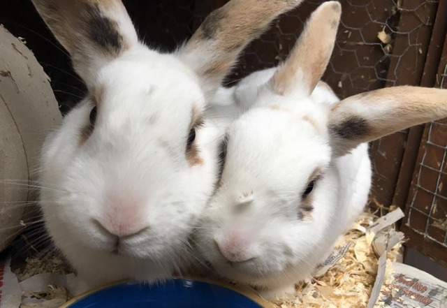 Goldie and Roise - two female rabbits - Surrey  Goldie_zps09nxrfw4