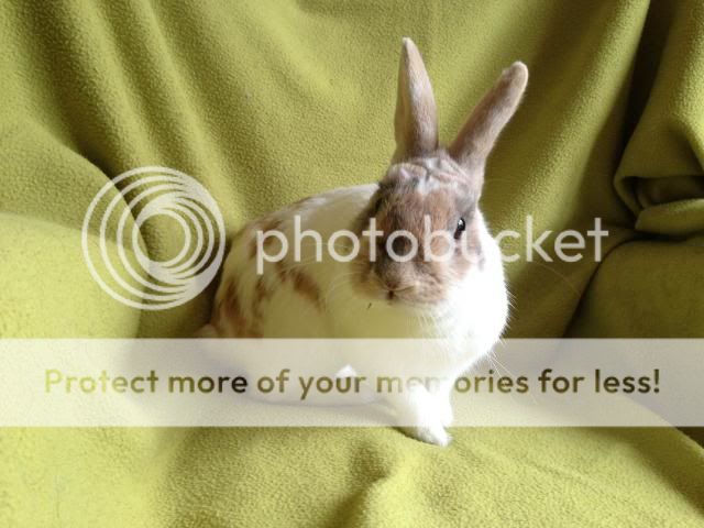 Leonardo - 1 year old male rabbit - SURREY Leo1_zps045cd020