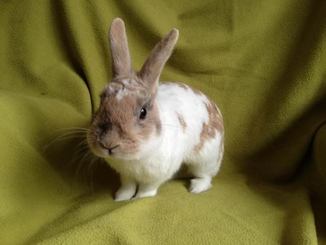 Leonardo - 1 year old male rabbit - SURREY Leo_zps433939f8