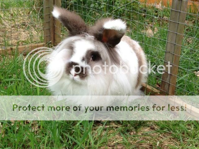 Malibu - 1 year old female lionhead - SURREY M1_zps6ea1186f