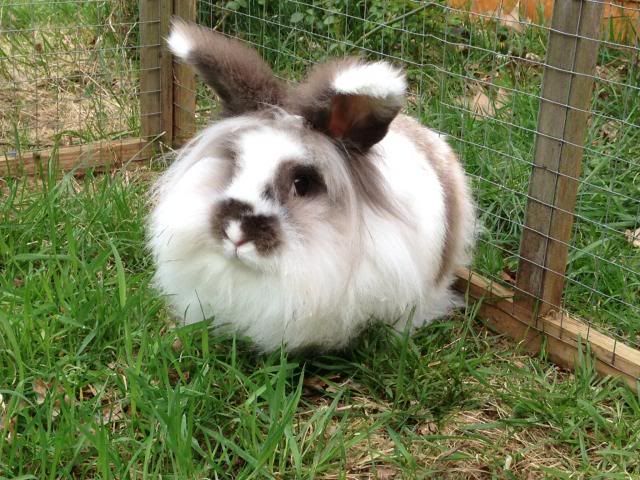 Malibu - 1 year old female lionhead - SURREY Malibu2_zps21eeaba2