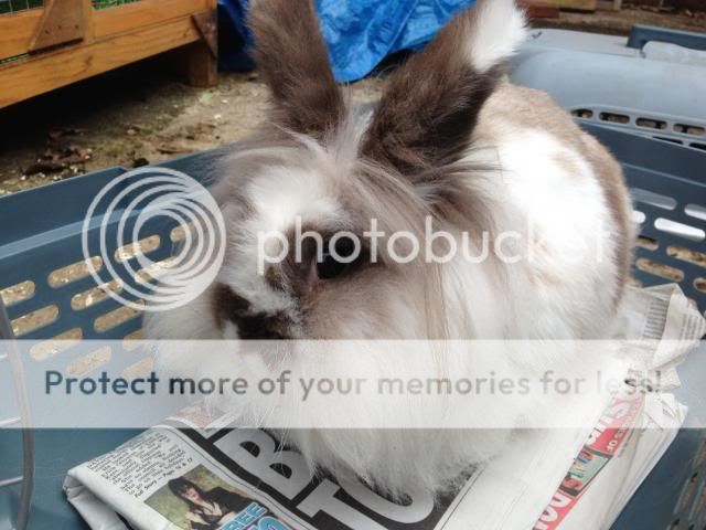 Malibu - 1 year old female lionhead - SURREY Malibu_zps30b39447