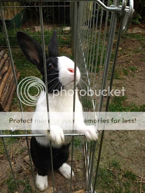 Dinky - 14 week old female rabbit - SURREY Noname_zpsf6448d6b