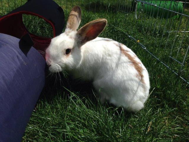 Otis - Male rabbit - SURREY Otis_zps7e7e9a35