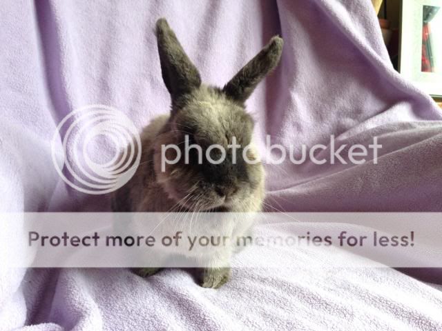 Peppa - 3 year old female rabbit - SURREY Peppa_zps7f09bcf9