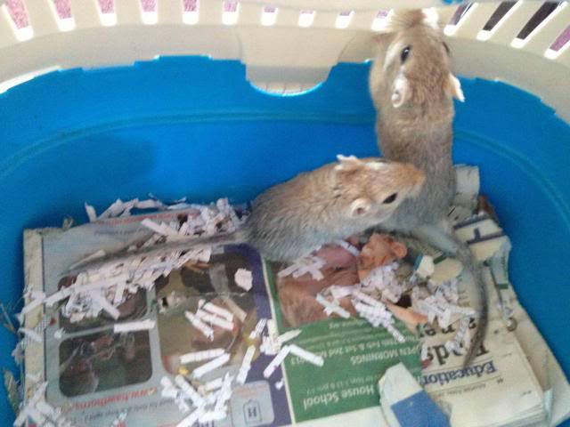 Tom and Jerry - 2xmale gerbils - SURREY Photo_zps29de735b