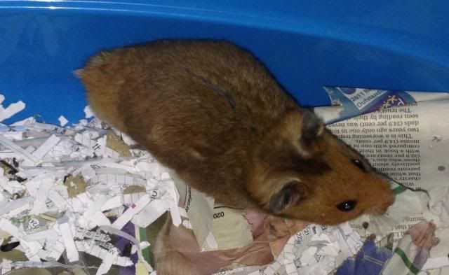 Squeak - 4 month old male Syrian hamster - SURREY Photor_zps9b47030a