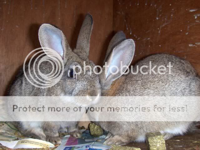 Buttercup -5 month old female rabbit - SURREY 167348_152764074776291_100001280972277_310674_2137006_n