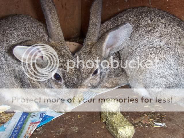 Buttercup -5 month old female rabbit - SURREY 167610_152764024776296_100001280972277_310672_6457484_n