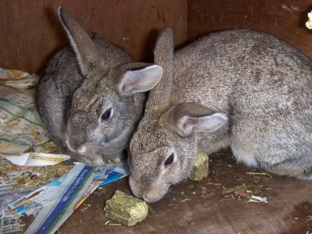 Buttercup -5 month old female rabbit - SURREY 168359_152764048109627_100001280972277_310673_1370441_n