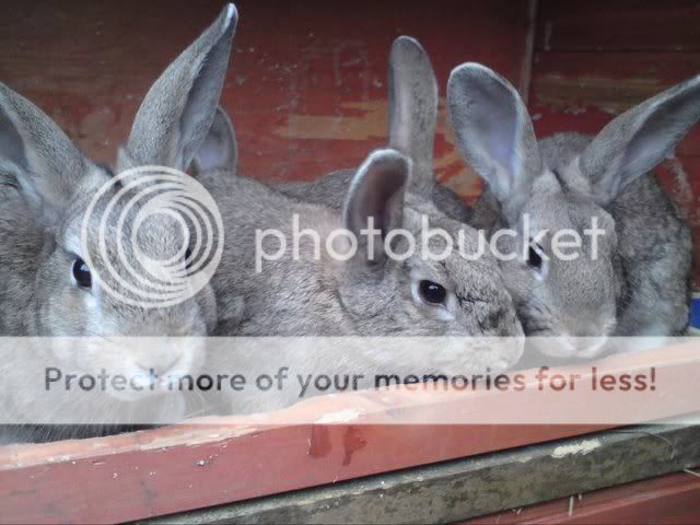 4 male neutered rabbits - can go as pairs/singles to be pair 180756_165819683470730_100001280972277_385225_4806016_n