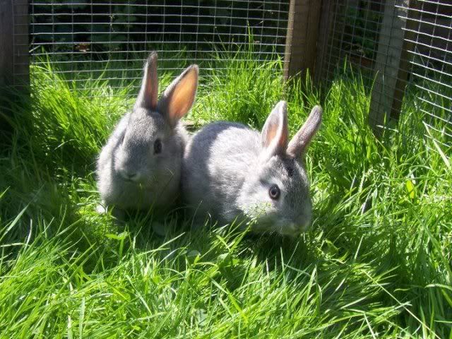 Moss and Roy - 2x baby Netherland dwarfs - SURREY 262523_149378155143402_118260898255128_274553_900254_n