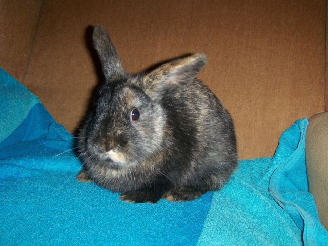 Binky - 5 month old female rabbit - SURREY 394971_220445138036703_118260898255128_473051_642899464_n