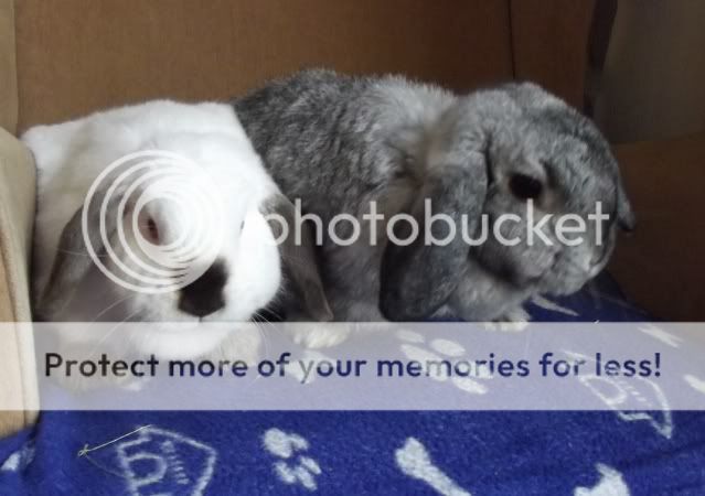 Alice and Flint - 2x Lops need a home - SURREY DSCF0062