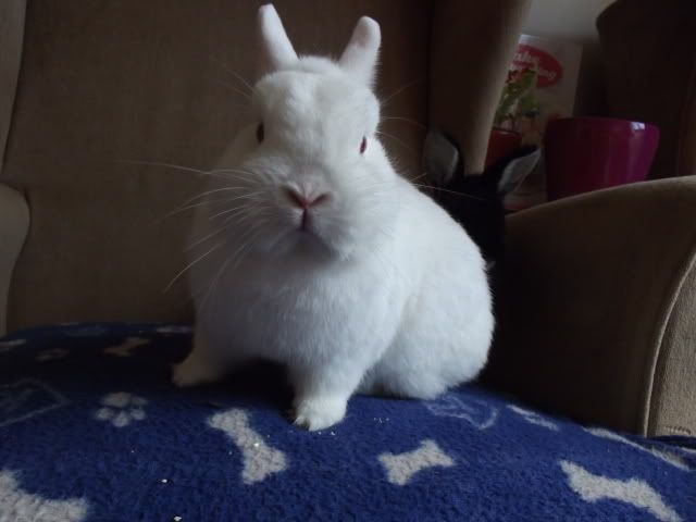 Ollie and Otto - 2x Netherland Dwarfs - SURREY DSCF0116