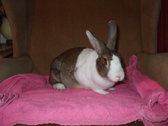 Rosemary - 1 year old rabbit needs home as only bun - SURREY DSCF1640