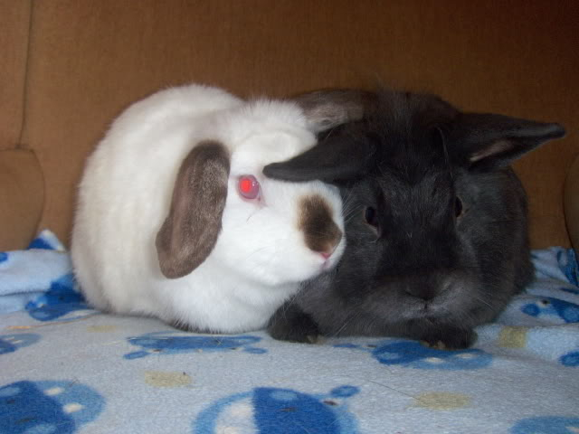 Blackadder and Lord Flashheart - 7 month old rabbits SURREY HPIM0030