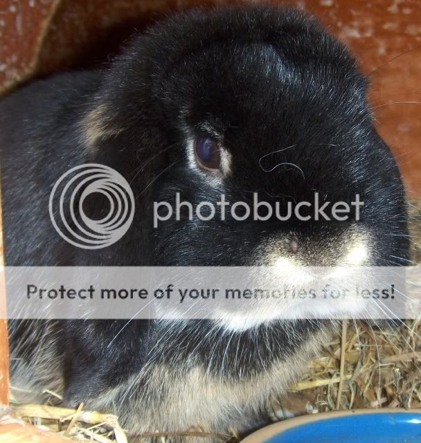 Gregory - 2 year old mini lop - SURREY HPIM0411