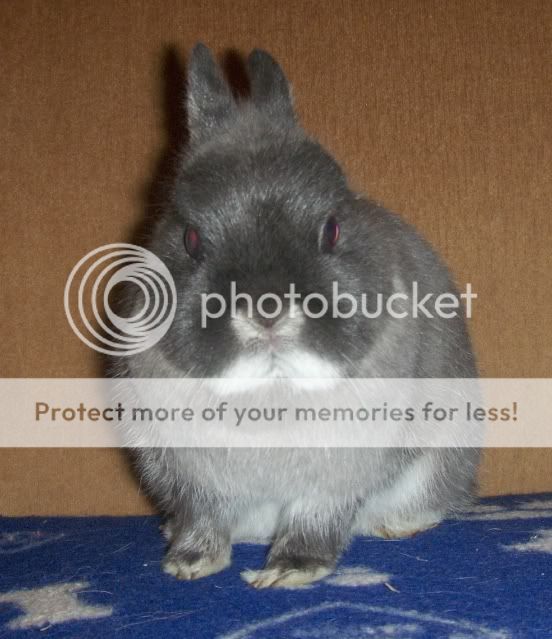 Peggy - 1 and a half year old Netherland Dwarf - SURREY HPIM0502