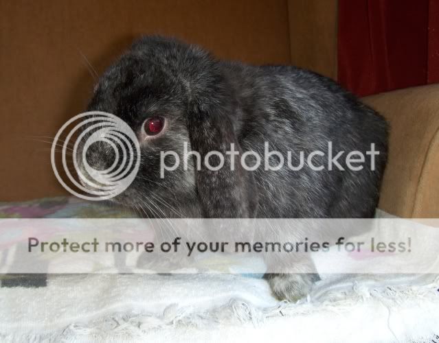 Oscar - 8 month old male rabbit - SURREY HPIM0711