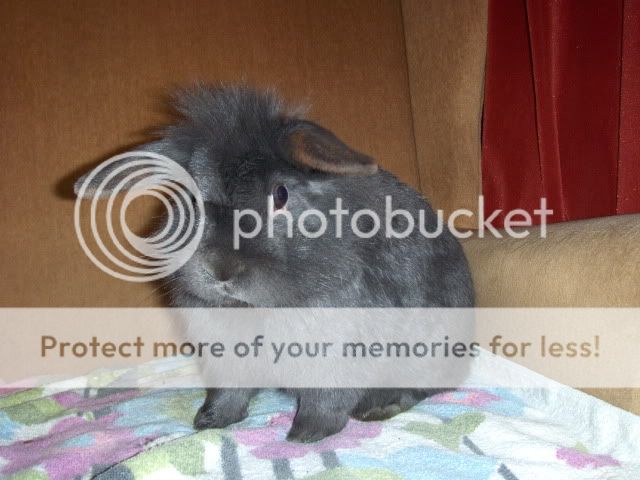 Blackader - 7 month old rabbit needs special home SURREY HPIM0744