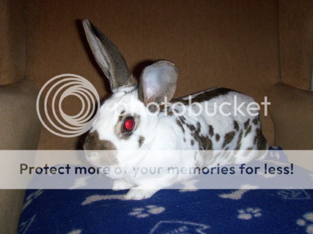 Beatrice - 17 month old, stunning rabbit - SURREY HPIM0924