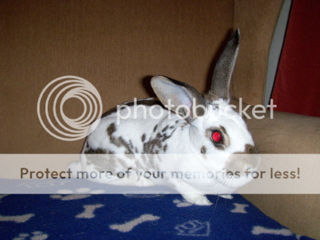 Beatrice - 17 month old, stunning rabbit - SURREY HPIM0928