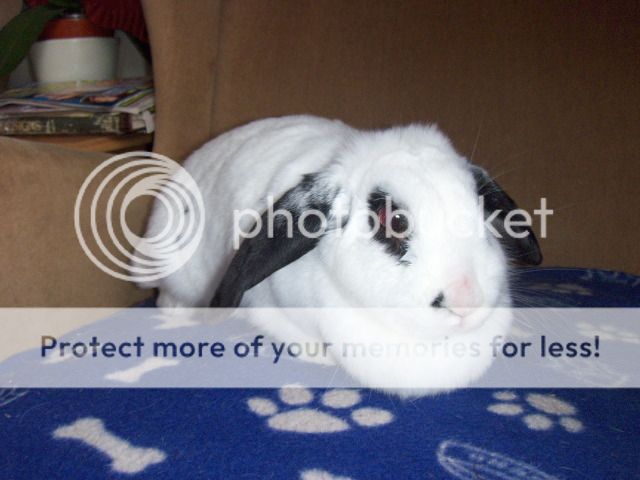 Lola - 2 year old rabbit - SURREY HPIM1423